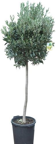 Olive Trees Full Standards Over 2m Tall Olea Europaea Garden