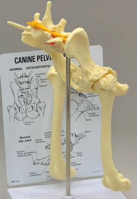 What is the collateral circulation after hypogastric artery ligation? Pelvis anatomy - The Institute of Canine Biology