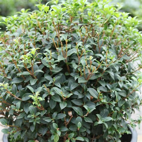 Osmanthus X Burkwoodii Plants Plants Large Plants Evergreen Shrubs