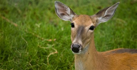 Wildlife Experts Raise Awareness Of Chronic Wasting Disease In Deer