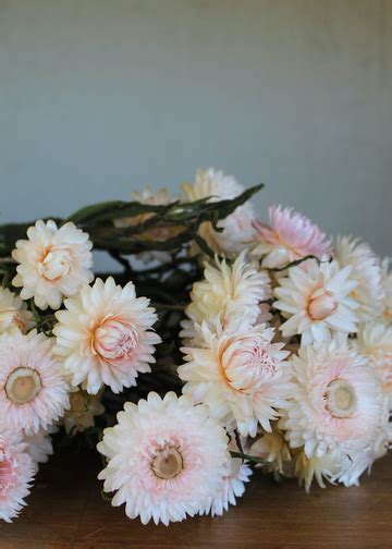 Pink Blush Dried Strawflowers Diy Wildflower Wedding Bouquet Fall