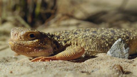 Agama Lizard