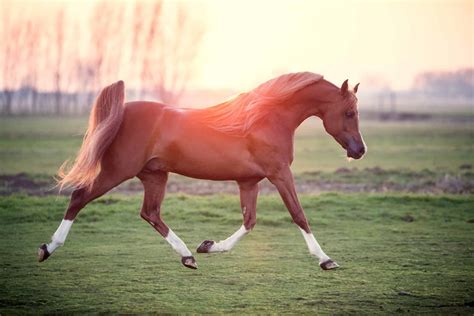 5 Of The Most Expensive Horse Breeds In The World