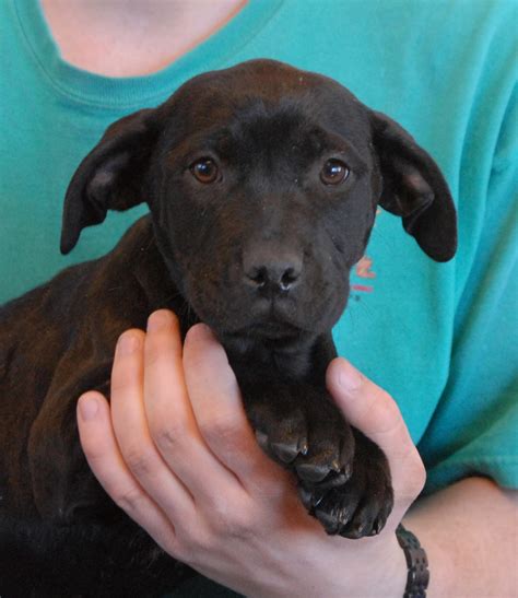 The Six Soft And Cuddly Puppies Debut For Adoption Today