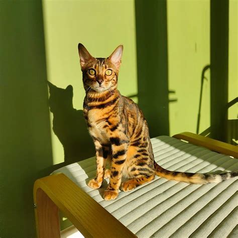 Gracefully Bengal Cattery
