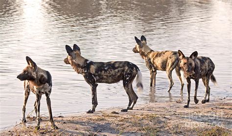 Four Alert African Wild Dogs Photograph By Liz Leyden Fine Art America