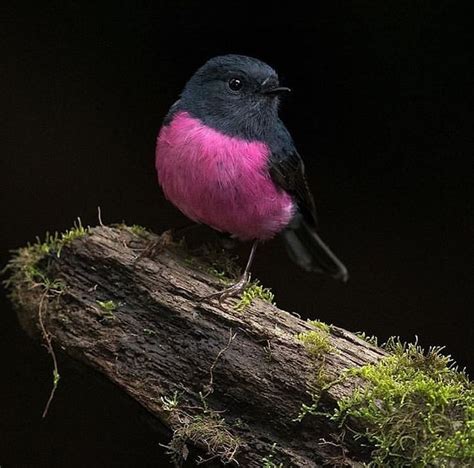 Birds Place On Instagram “the Pink Robin Lives In South Australia New