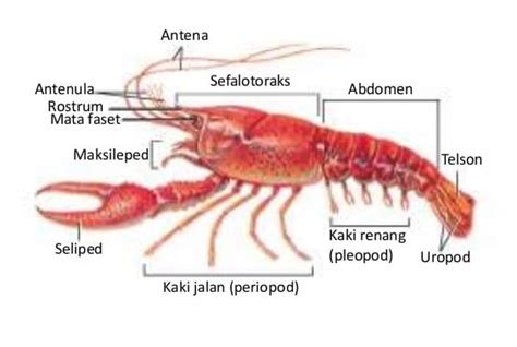 Crustacea Pengertian Jenis Klasifikasi Ciri Struktur Vrogue Co