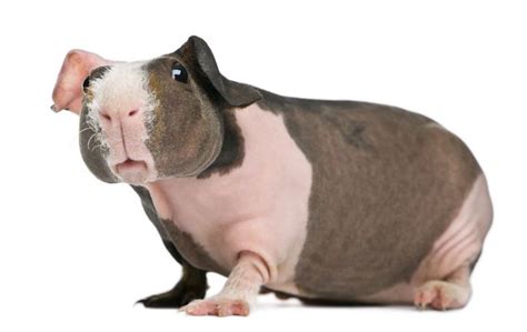 Hairless Guinea Pigs Are A New Pet Craze MNN Mother Nature Network