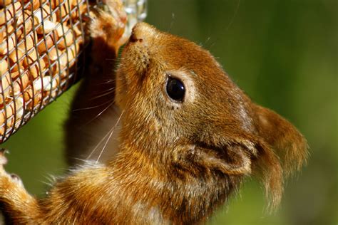 10 Native Scottish Animals And Where To Find Them