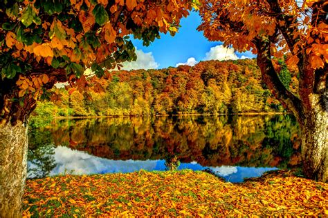 Jesienny Las Jezioro Drzewa