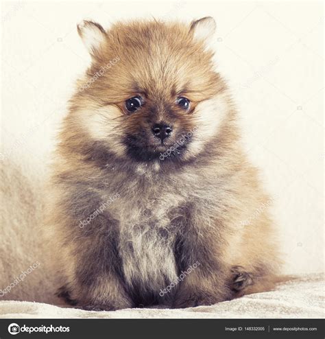 Adorable Pomeranian Spitz Puppies Stock Photo By ©fotomolos 148332005