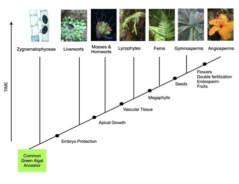 61 What Defines A Plant Biology Libretexts