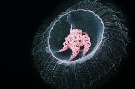 How Jellyfish Became The Oceans Most Efficient Swimmers Scientific