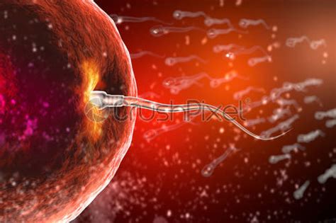Fertilization Of Human Egg Cell By Sperm Cell Spermatozoon Stock