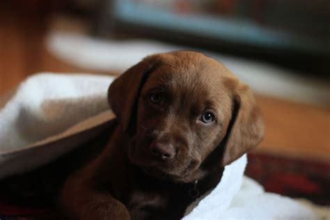 This is ap statistics project: Chocolate Labs Are Less Healthy Than Their Black and ...