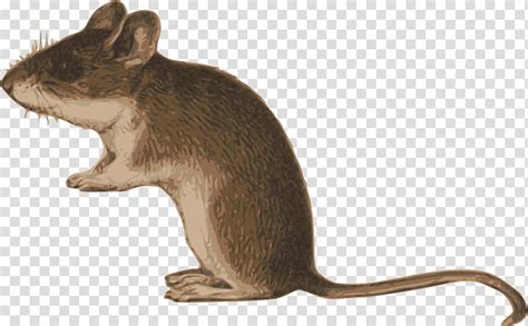 Mouse Rat Gerbil Line Art Muridae Meadow Jumping Mouse Eastern