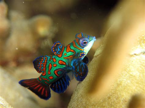 Spotted Mandarin Goby