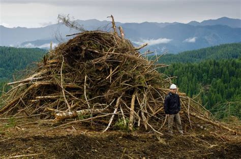 Using Forest Biomass For Energy Natures Packaging