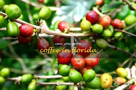 How To Enjoy Homegrown Coffee In Florida Growing Coffee In The