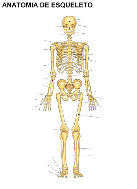 Esquema Del Esqueleto Humano ¡fotos And Guía 2021