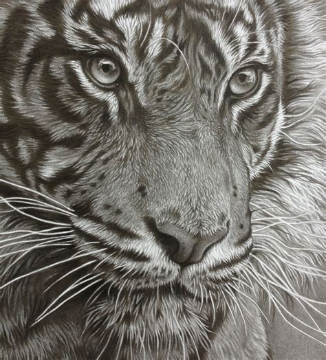 Тигр рисунок карандашом реалистичный 43 фото