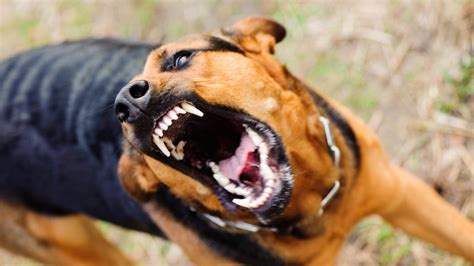 What Dog Owners Do To Make Their Pets Aggressive Wendywood Veterinary