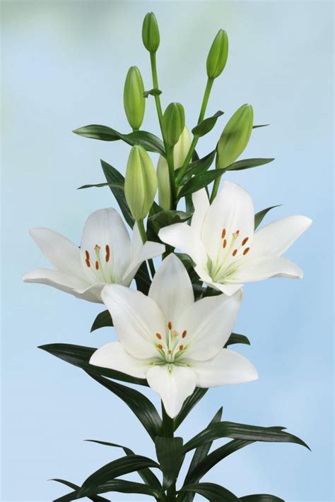 Scansano La Hybrid Lilium P Aker Flower Bulbs And Seeds