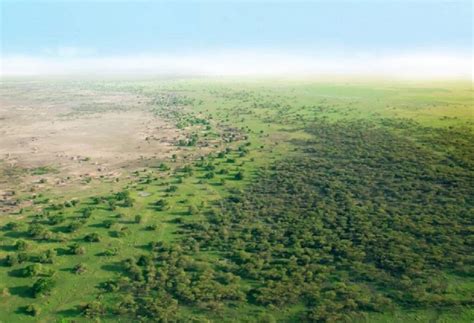 La Grande Muraglia Di Alberi Contro La Desertificazione In Africa
