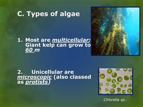 Ppt Simple Plants Chapters 20 And 21 20 1 Characteristics Of Algae