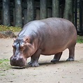 Why is a Hippopotamus called a River Horse? | Pitara Kids ...