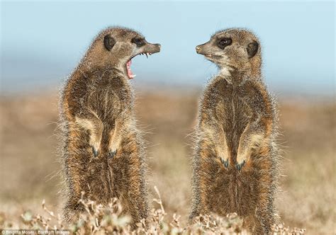 The Funniest Animal Photographs Youve Ever Seen Comedy Wildlife