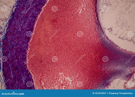 Tissue Of Blood Human Vein Human Artery Human And Heart Muscle Human