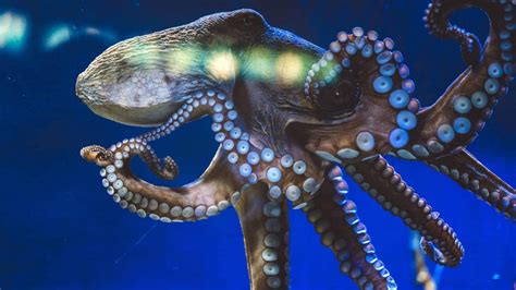 Octopuses Characteristics Habitats Reproduction And More