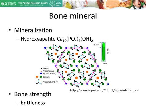 Ppt Trace Element Nutrition And Bone Metabolism Powerpoint