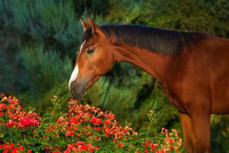 Bay Horse Runs Gallop Flowers Meadow Stock Photos Free And Royalty Free