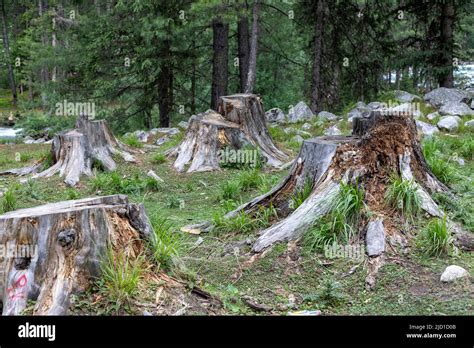 Old Tree Stumps In The Forest In Kumrat Valley Stock Photo Alamy