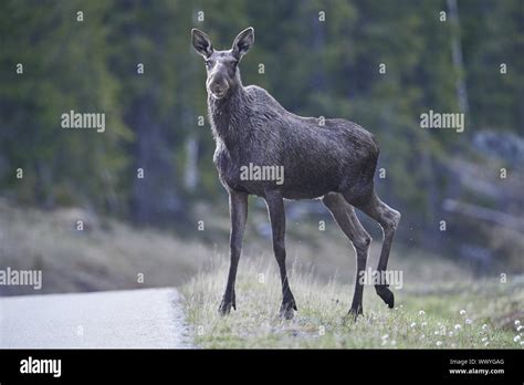 Animals Of Moose Hi Res Stock Photography And Images Alamy