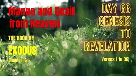 Exodus Chapter 16 Manna And Quail From Heaven Genesis To Revelation