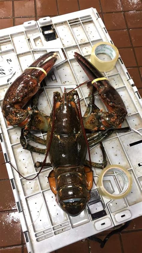 Canadian Lobster 8 9lb Upeach Sold By Each One Ttfresh Nyc