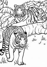 Tiger Coloring Easy Tulamama sketch template