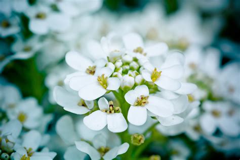 รูปภาพ ธรรมชาติ สาขา ปลูก ขาว แสงแดด กลีบดอกไม้ เบ่งบาน ฤดู