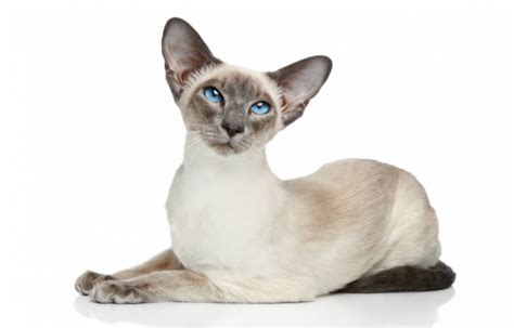 12 Smartest Cat Breeds Most Intelligent Cat Rankings All About Cats