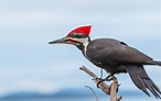 Rare Pileated Woodpecker Spotted On UWS In Riverside Park: PHOTO ...