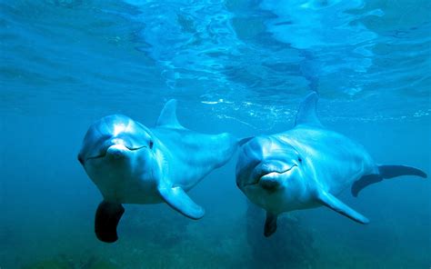 Animals Nature Dolphin Underwater Blue Sea Water