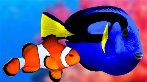 Dory And Nemo In Real Life Aquarium And The Best Relax Music Sleep