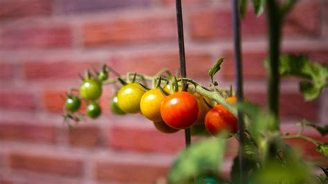 Tomaten Pflanzen Reiche Ernte Aus Dem Eigenen Garten Brigittede