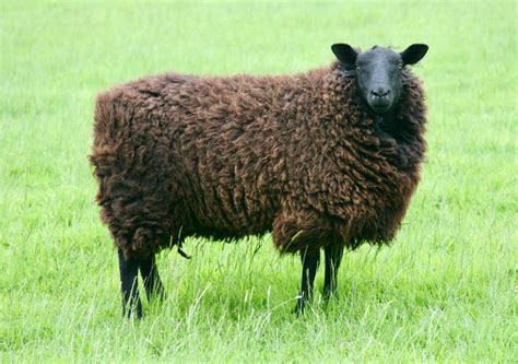 Black Welsh Mountain Sheep Breed Information History And Facts