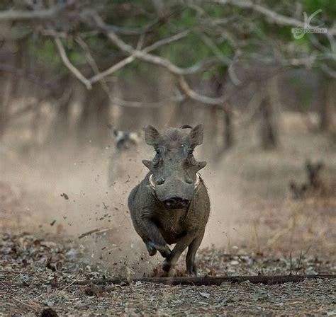 Warthog Running For Its Life Rbadassanimals