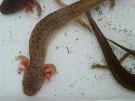 Kingsnake Com Photo Gallery Salamanders N Red Salamander Larvae